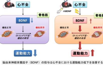 帯広での研究がCirculation R